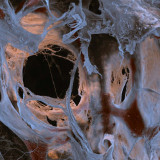 New Scientist