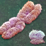 New Scientist